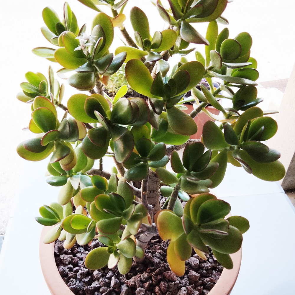 Cactus haut Crassula Ovata