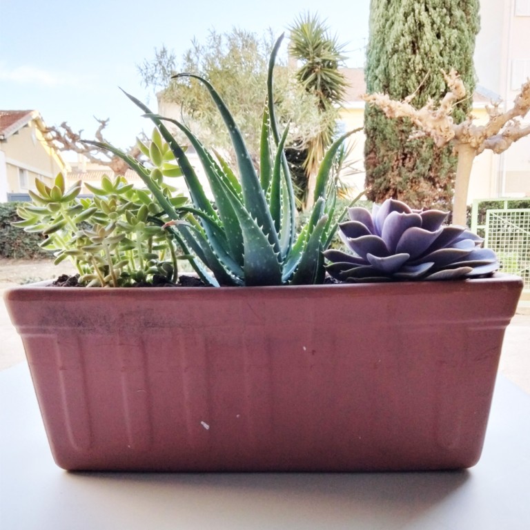 Cactus : 3 plants dans jardinière