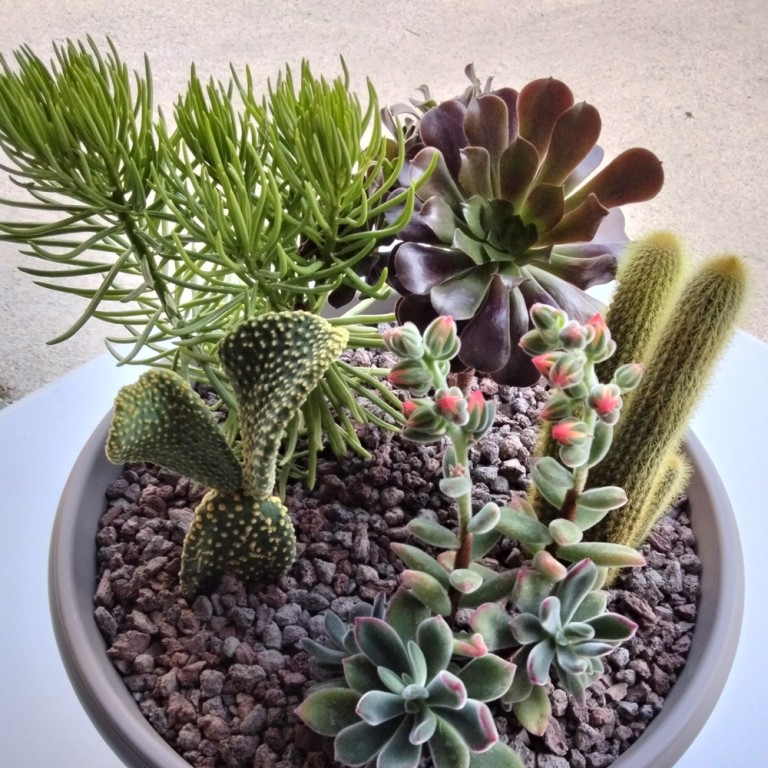 Coupe cactus 5 plants