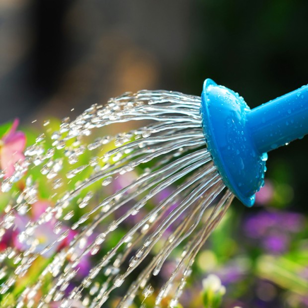 Pack arrosage bisannuel + nettoyage + coupe 5 plants